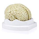 Cerebro Modelo Anátomico Escala Real 19 X 15.2 X 12.7 Cm