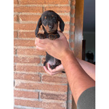 Cariñosos Dachshunds Salchichas Mini