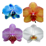 Kit 10 Mudas De  Orquidea Phalaenopsis Lindas