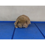 Auténtico Conejo Mini Lop Para Mascota 100% Puro