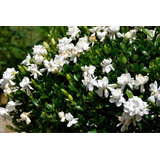 Jazmin Del Cabo Gardenia 80cm 10lt - Huella Jardin