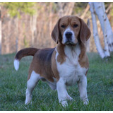 Fino Beagle Macho Inscrito En El Kennel