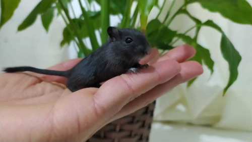 Esquilos Da Mongólia (gerbil) Black Com Patinhas Brancas.