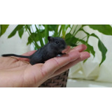 Esquilos Da Mongólia (gerbil) Black Com Patinhas Brancas.