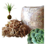 Musgo Sphagnum Para Kokedamas (10 Kilos)