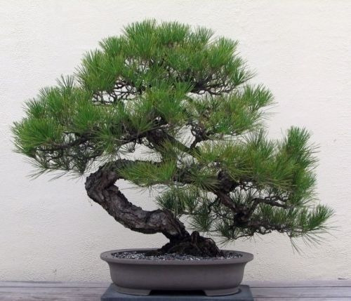 Semillas De Pino Negro Japones Bonsai 20 Semillas