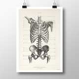 Anatomía Humana 17 - Láminas Póster Retro Antiguo Decoración