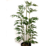 Árvore Artificial  Bambu C/7 Troncos 210cm Planta Permanente