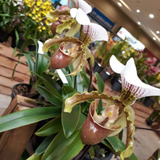 Orquídea Terrestre Paphiopedilum (sapatinho) (sem Flor)