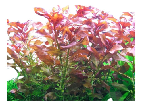 Planta Low Tech Para Aquario Kits 12 Plantas Abaixo(aquakis)