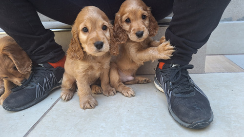 Cachorros Cocker Spaniel Dorados 