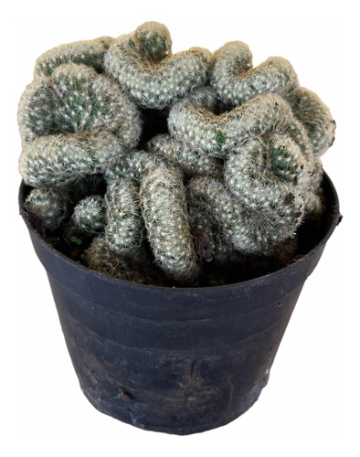 Cacto Cérebro Mammilaria Elongata Cristata Pote 09(plantado)