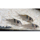 Pct. C/ 10 Peixes Coridora Punctatus - Água Doce - Aquário 