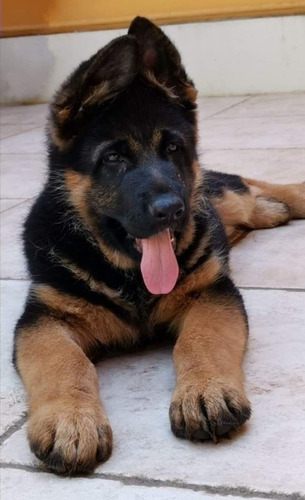 Cachorros Pastor Alemán Padres Importados