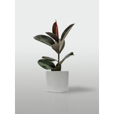 Planta Ficus Elástica Gomero Cabernet + Maceta Premium 