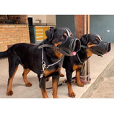 Focinheira Rottweiler Cachorros Médio Grande Com Coleira