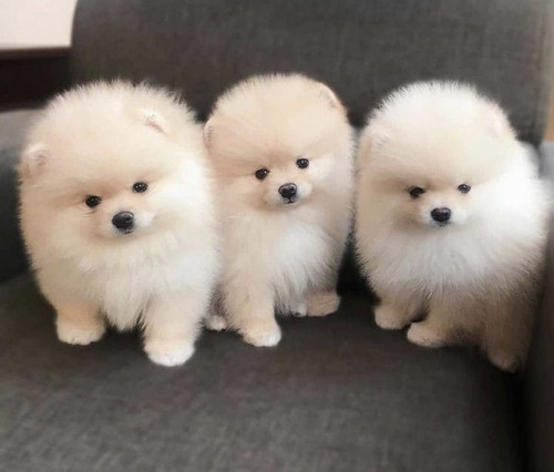 Pomerania Línea Asiática Pedigree