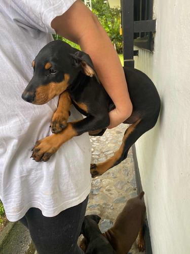 Cachorro Doberman Negro, Genética Garantizada. 