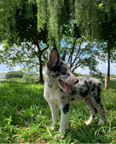 Filhotes De Border Collie 