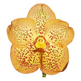 Vanda Amarela - Muda