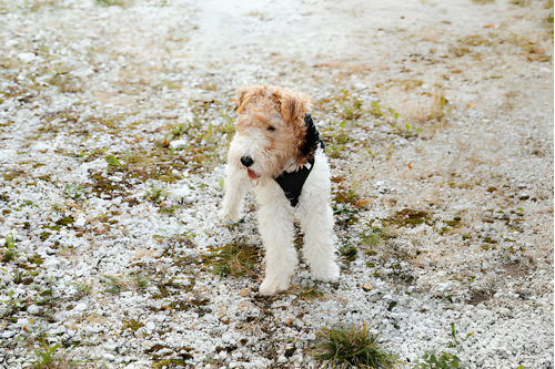 Perros Fox Terrier Pelo Duro Con Registro Cachorros Mascotas