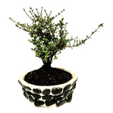 Bonsai Flores