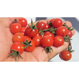 150 Semillas De Tomate De Venado Azteca
