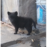 Cachorros De Ovejero Belga 