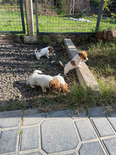 Cachorros Jack Russell Terrier