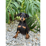 Cachorros Doberman Machos Disponibles Negro