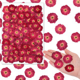 100 Piezas De Flores Prensadas Secas De Rosas Rojas, Pequena