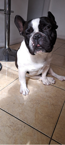 Bulldog Francés Macho Vaquita Adulto Fca Servicio Monta