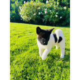 Akitas Americanos -hembras-wt974300544