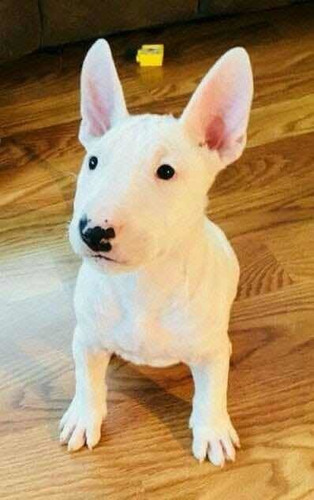 Perfeitos Filhotes De Cães Da Raça Bull Terrier Inglês