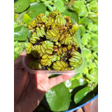 Acordeón De Agua - Salvinia Auriculata. Acuática - Estanques