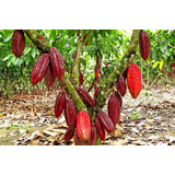 Árbol De Cacao Rojo