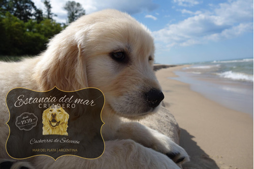 Cachorros Golden Retriever En Criadero Estancia Del Mar