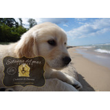 Cachorros Golden Retriever En Criadero Estancia Del Mar