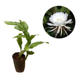 Muda De Cacto Orquídea Dama Da Noite - Epiphyllum Oxypetallu