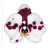 Orquídeas Phalaenopsis Plántulas.