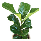 Ficus Pandurata - Hermoso - Entrega Gratis Caba Y Gba