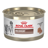 6 Latas Royal Canin Recovery Para Perro Y Gato
