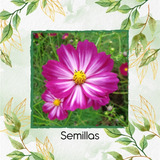 80 Semillas De Flor Cosmos Bipinnatus + Obsequio Germinación