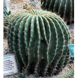 Semillas Cactus - Echinocactus Visnaga