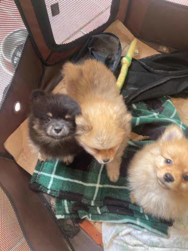 Cachorros Pomerania 1 Mes Tres Semanas