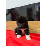 Akita Americano Cachorro Disponible