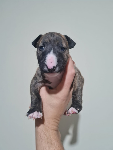 Se Anuncia Camada Bull Terrier De La Más Alta Calidad 