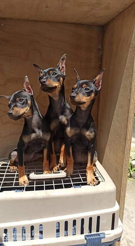 Pinscher Miniaturas Con Otectomia Perfecta, Pedigree Interna