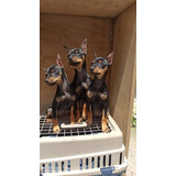 Pinscher Miniaturas Con Otectomia Perfecta, Pedigree Interna