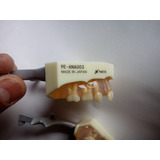 Tipodonto Dental Model Nissin Kioto Japan Usado Pe-ana003 